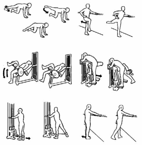 glutei